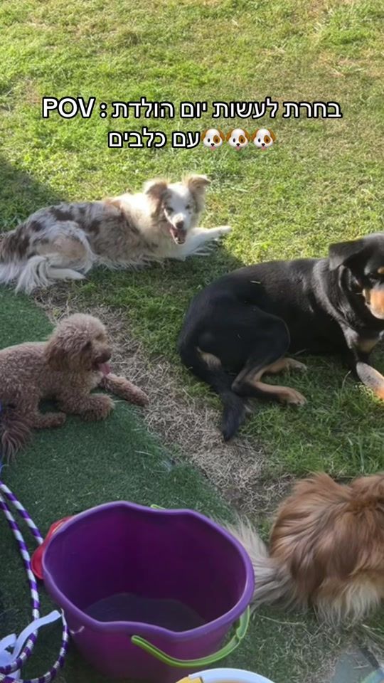 TikTok video thumbnail by ophir_dogtrainer