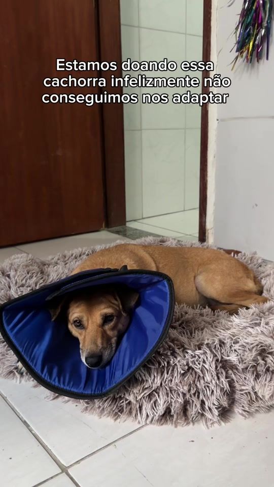 TikTok video thumbnail by pituxa_araujo