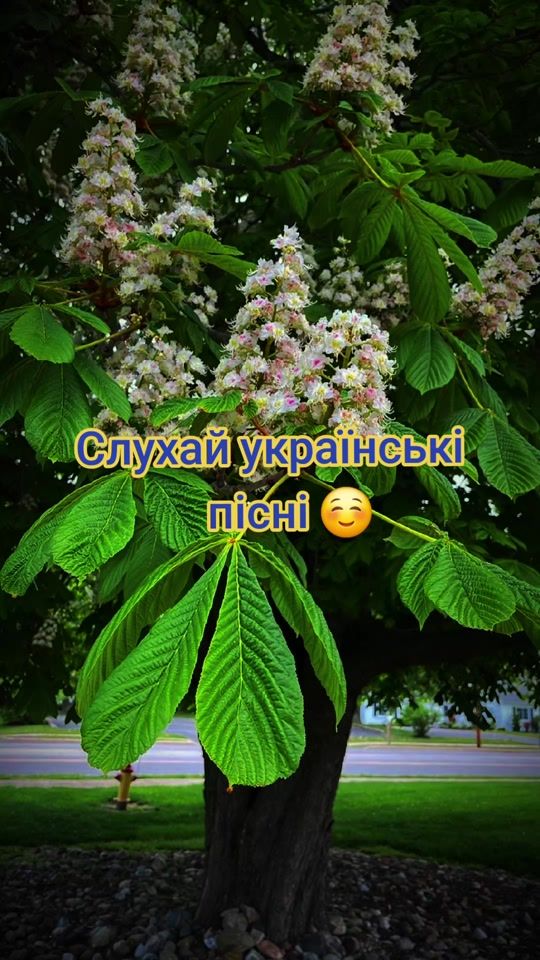 TikTok video thumbnail by eva_mykolaivna