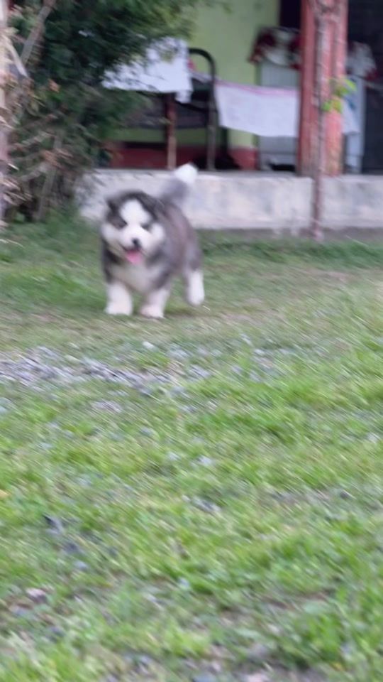 TikTok video thumbnail by husky_planet_pk