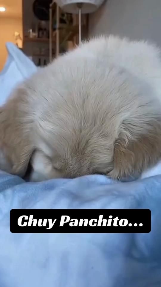 TikTok video thumbnail by danielbeltrancomedy