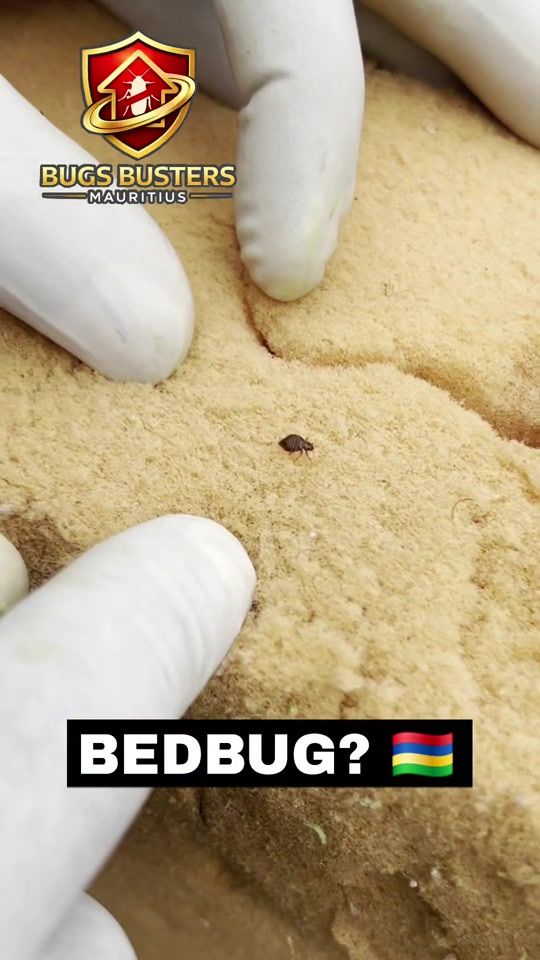 TikTok video thumbnail by bugs_busters_mauritius