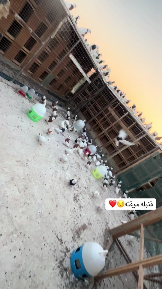 TikTok video thumbnail by 12.rafgs