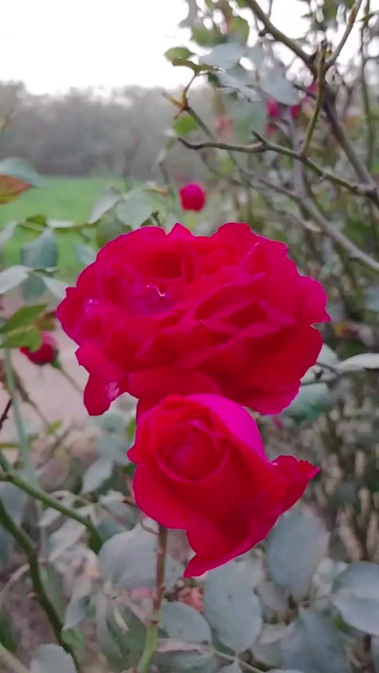 TikTok video thumbnail by ameen.jutt03