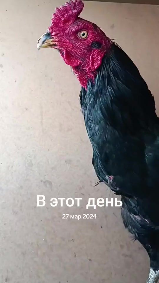 TikTok video thumbnail by sam0237870