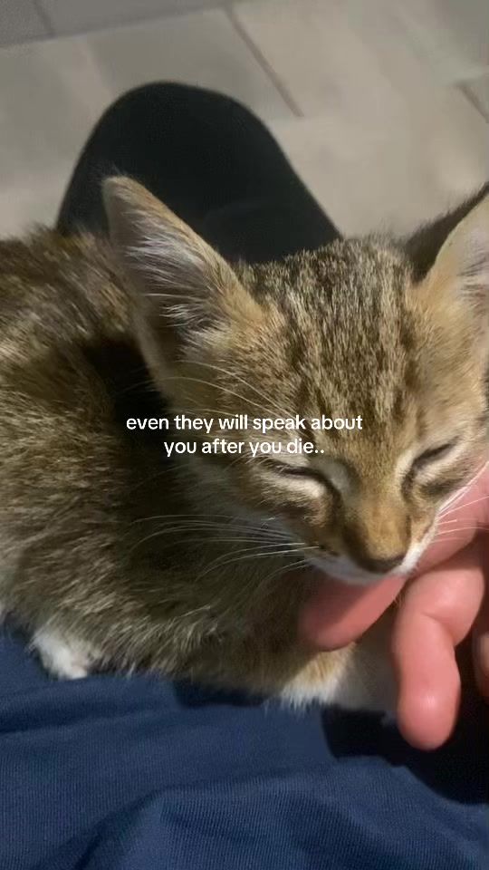 TikTok video thumbnail by blennnddi
