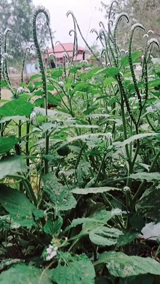 TikTok video thumbnail by khmaonoeun