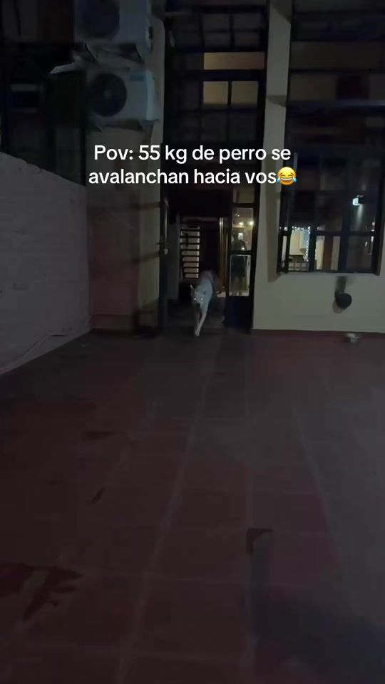 TikTok video thumbnail by dogoarglebron