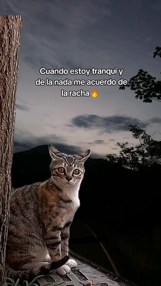 TikTok video thumbnail by milagros_12.20