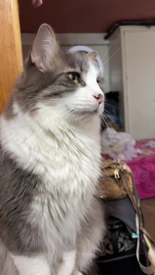 TikTok video thumbnail by liz_gatitosyperritos