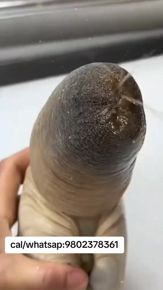 TikTok video thumbnail by onion_nepal
