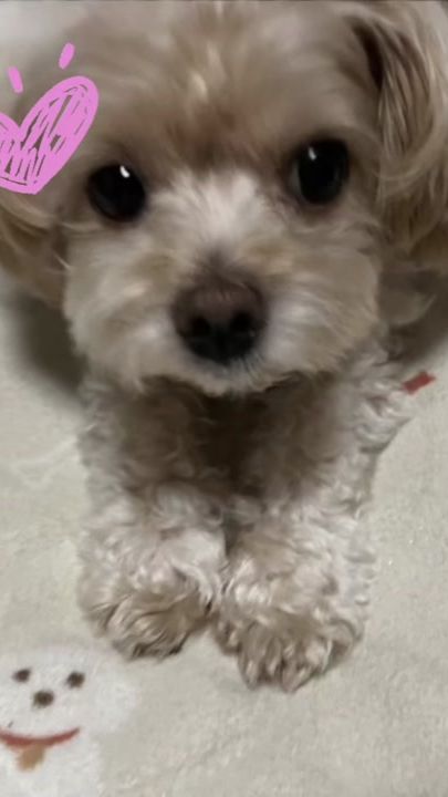 TikTok video thumbnail by chamochamo4120