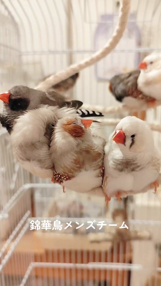 TikTok video thumbnail by gris_kinka_life