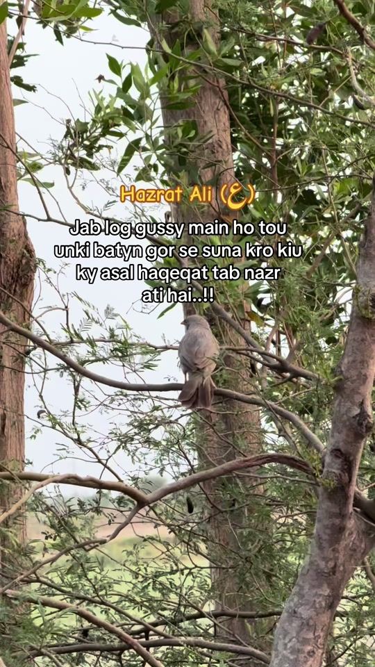 TikTok video thumbnail by sumairshaikh786110