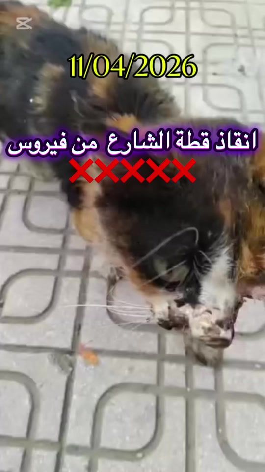 TikTok video thumbnail by fella_and_cats