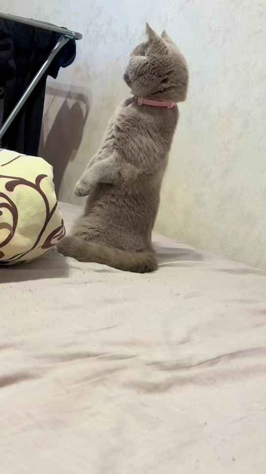 TikTok video thumbnail by shani_kitty1