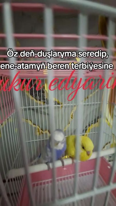 TikTok video thumbnail by agorchka