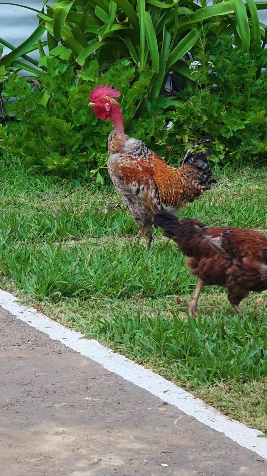 TikTok video thumbnail by mochilerostudio