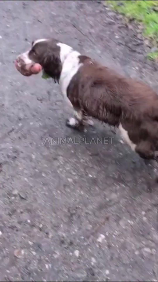 TikTok video thumbnail by animal_plane.t