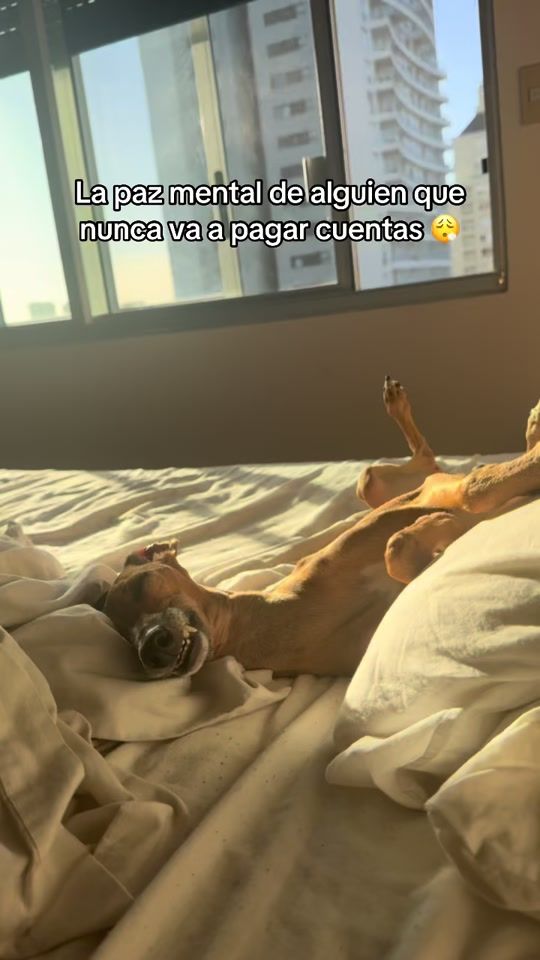 TikTok video thumbnail by miloiggy