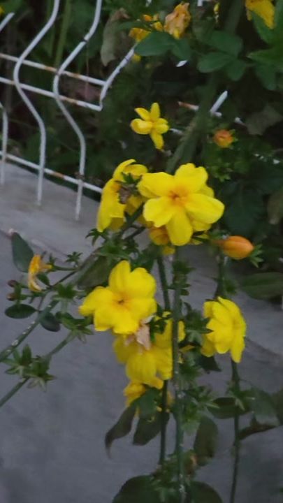 TikTok video thumbnail by dlshadsabir96