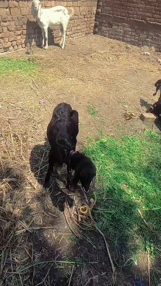 TikTok video thumbnail by amalkhan2428