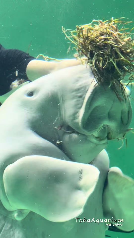 TikTok video thumbnail by toba_aquarium.official