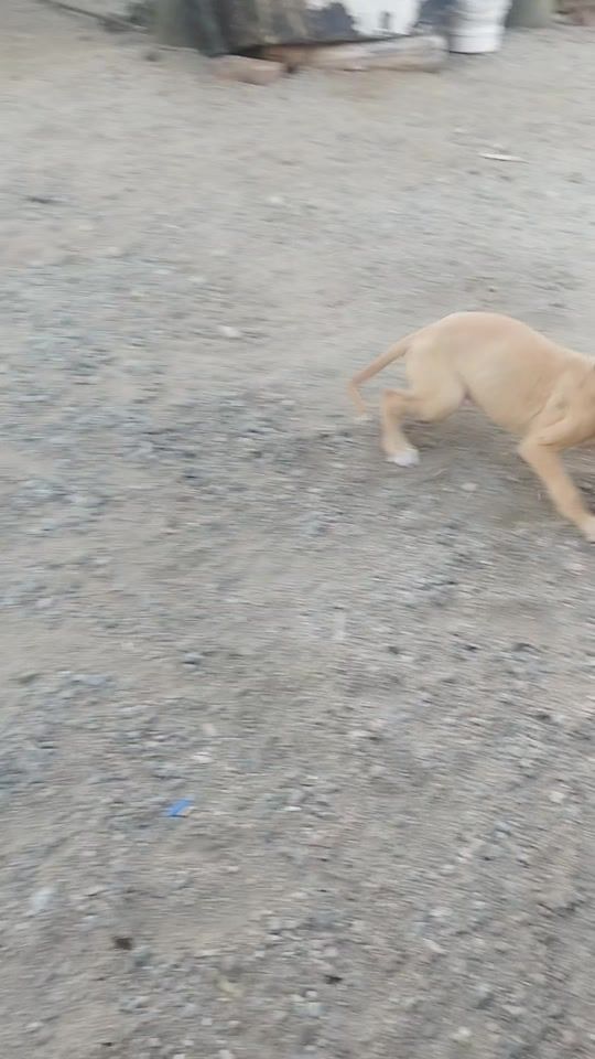 TikTok video thumbnail by davidlavega