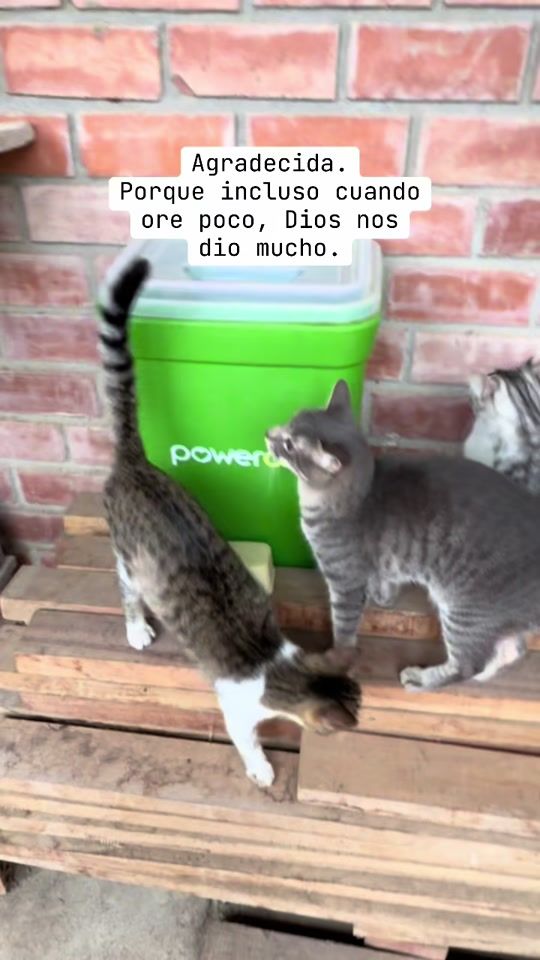 TikTok video thumbnail by dayanaaa225