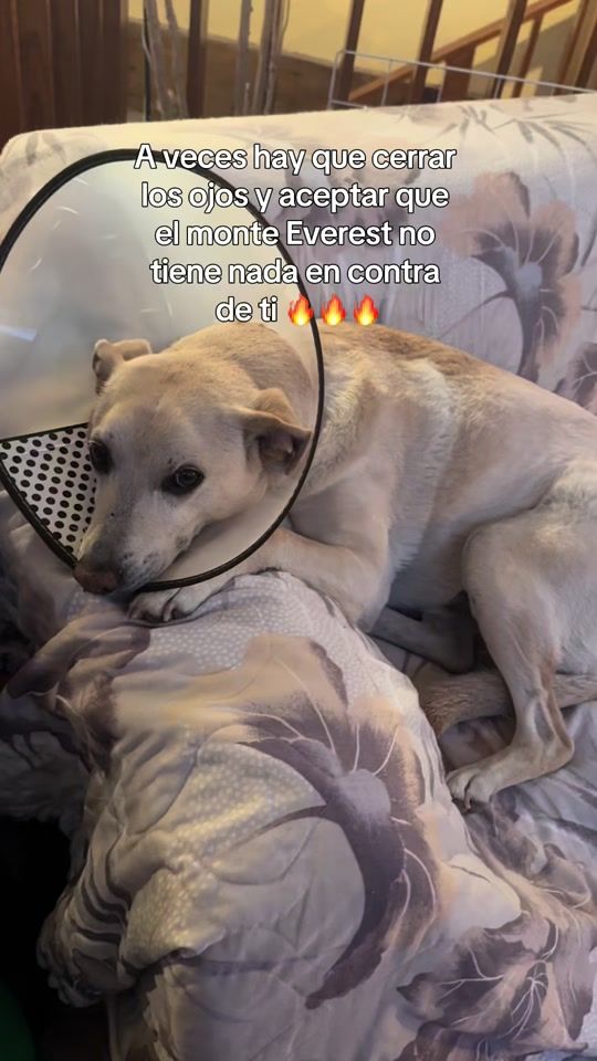 TikTok video thumbnail by luisitogarob