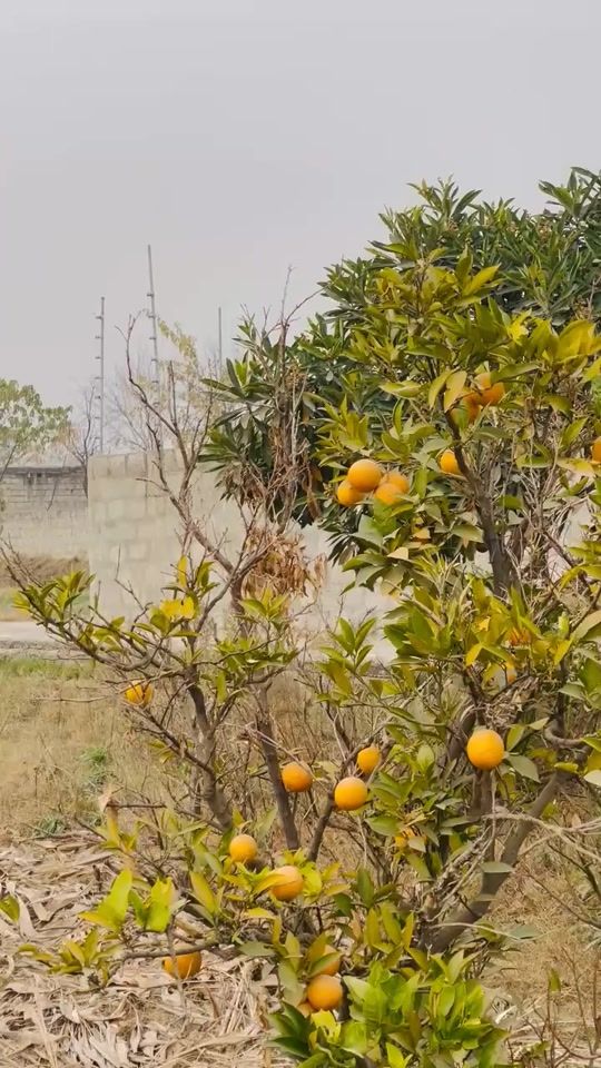 TikTok video thumbnail by bajwa_topiwall