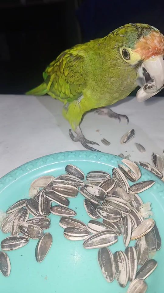 TikTok video thumbnail by periiquiin