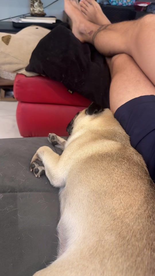 TikTok video thumbnail by dolores_thepug