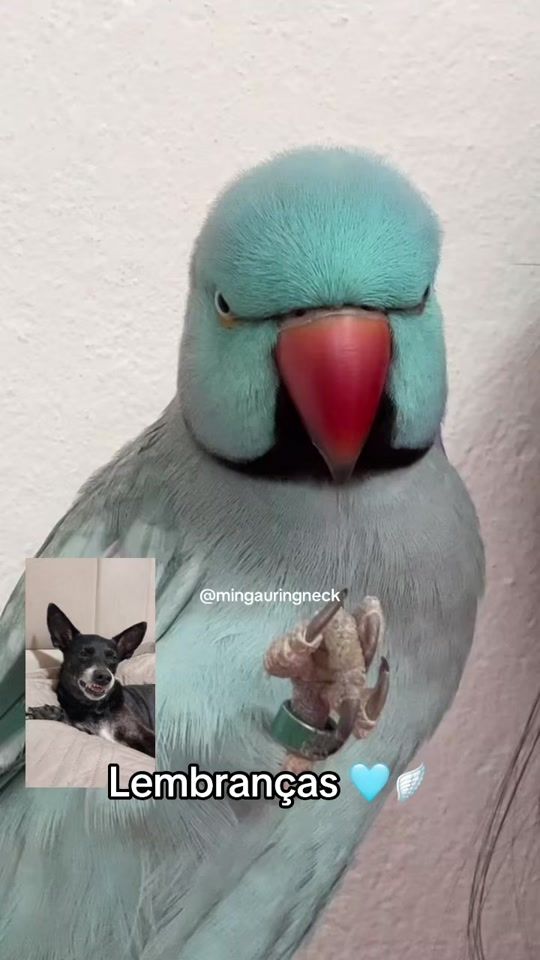 TikTok video thumbnail by mingauringneck