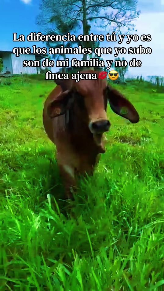 TikTok video thumbnail by rodriguez182016