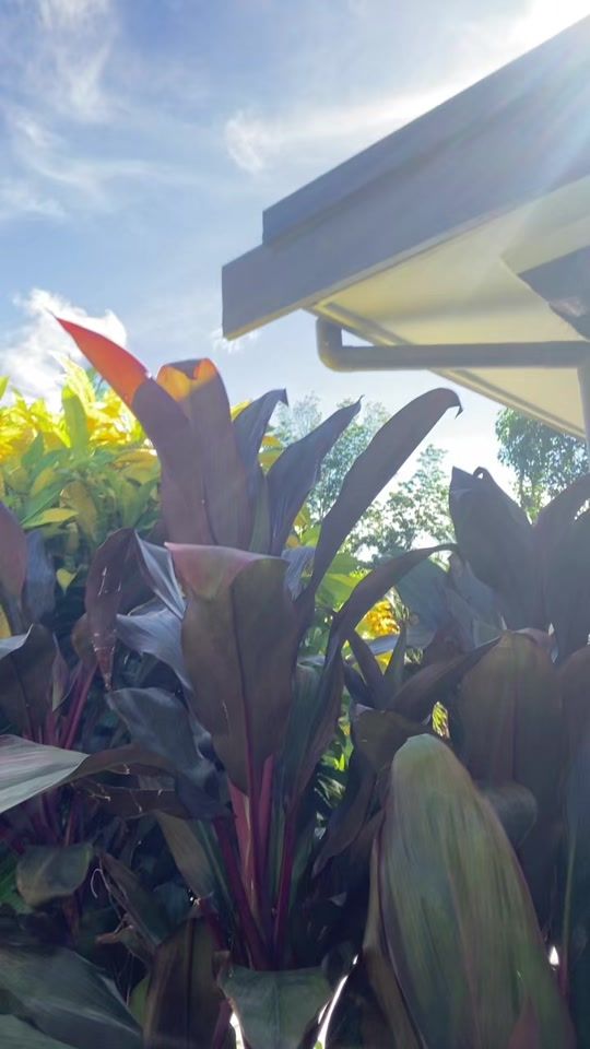 TikTok video thumbnail by simione.ratuwaqa