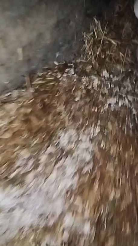 TikTok video thumbnail by user33375259
