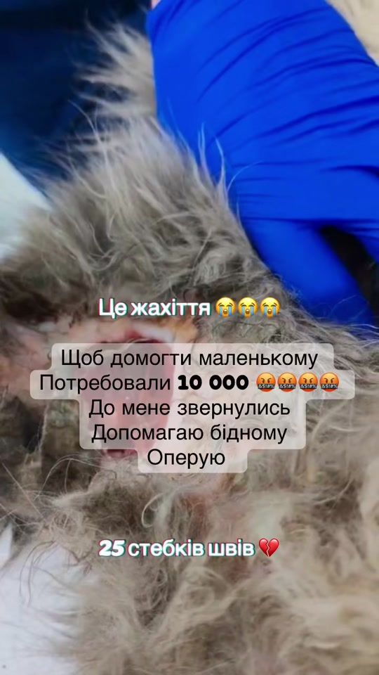 TikTok video thumbnail by margo.vet