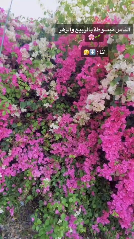 TikTok video thumbnail by alaa..aloush