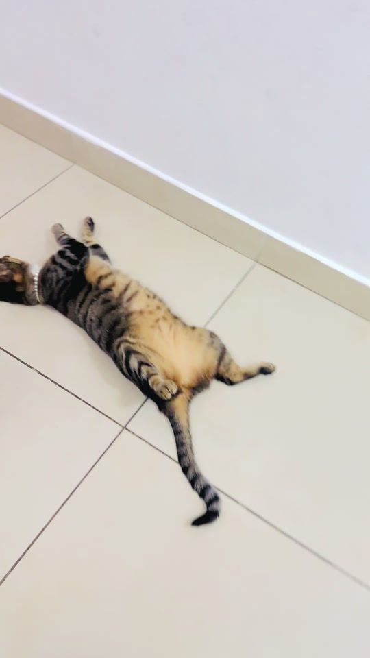 TikTok video thumbnail by negrita04