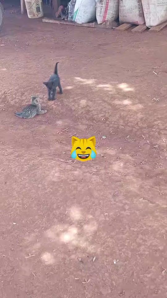 TikTok video thumbnail by user389834254
