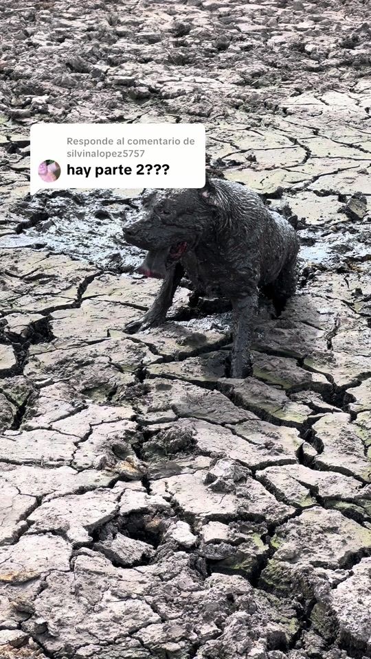 TikTok video thumbnail by yaelbareille
