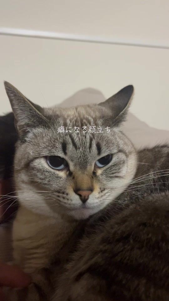 TikTok video thumbnail by omoroneko