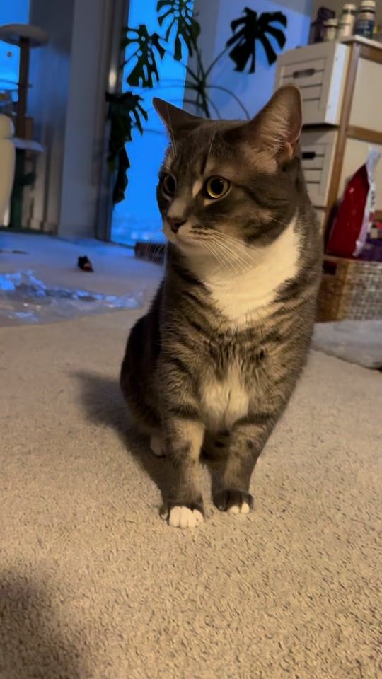 TikTok video thumbnail by kinya787