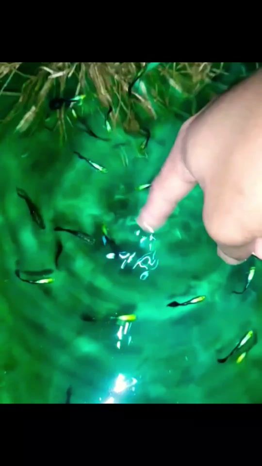 TikTok video thumbnail by ismail_agro_fish