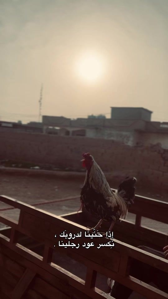 TikTok video thumbnail by os10sw