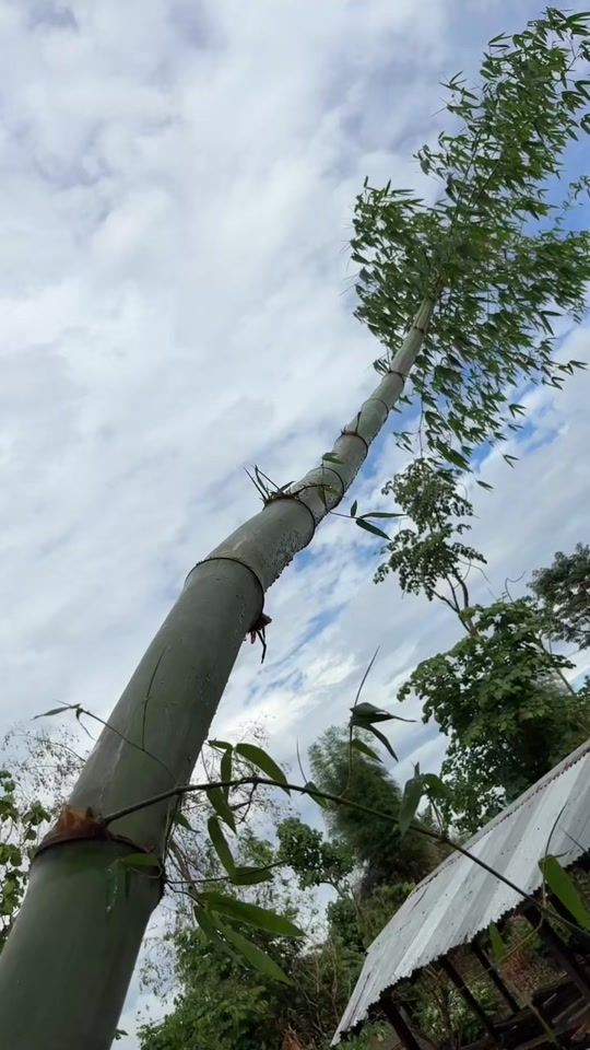 TikTok video thumbnail by m..7126