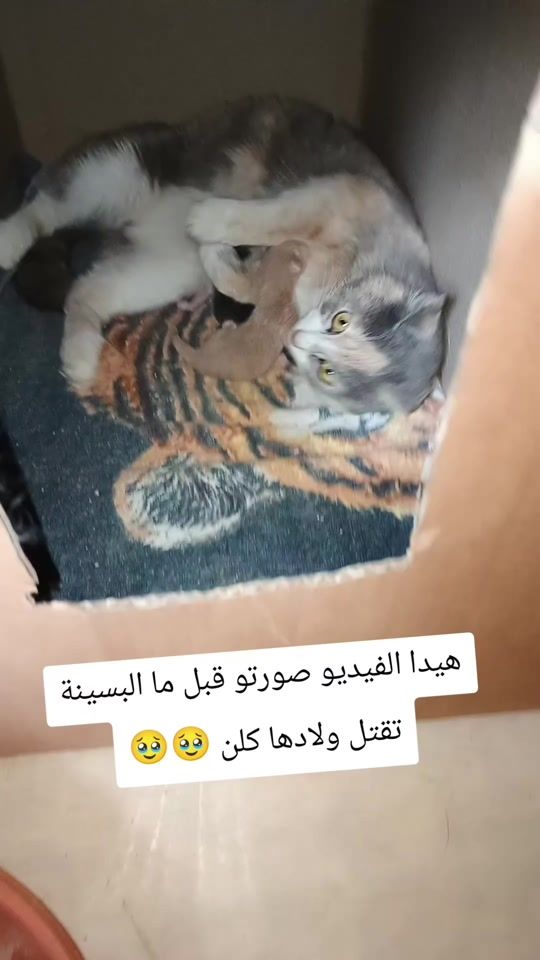 TikTok video thumbnail by suzaneidd