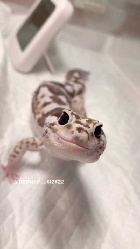 TikTok video thumbnail by pephap_612522