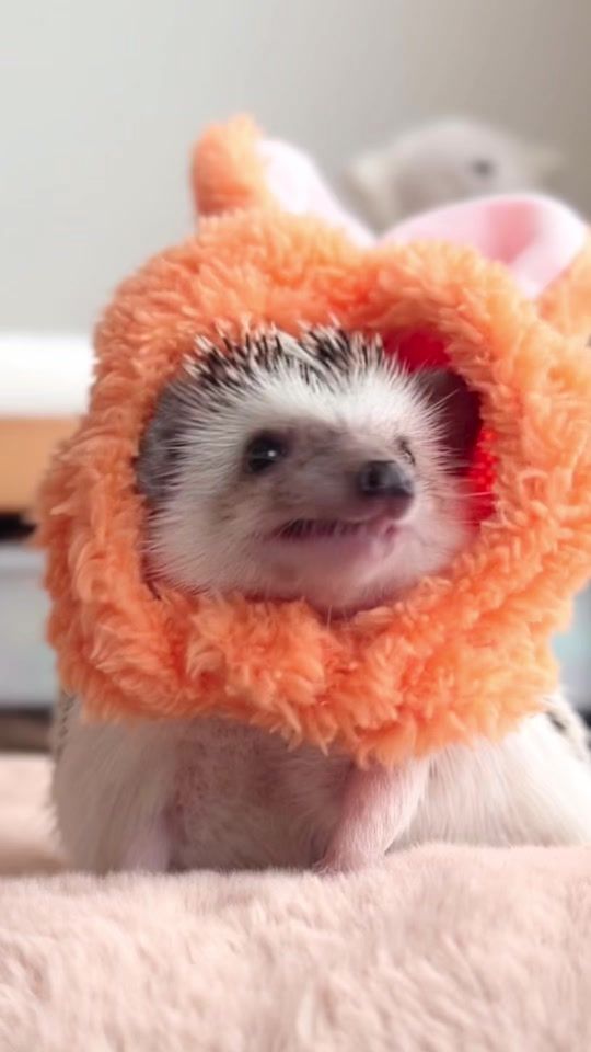 TikTok video thumbnail by ichigo_chiyoco